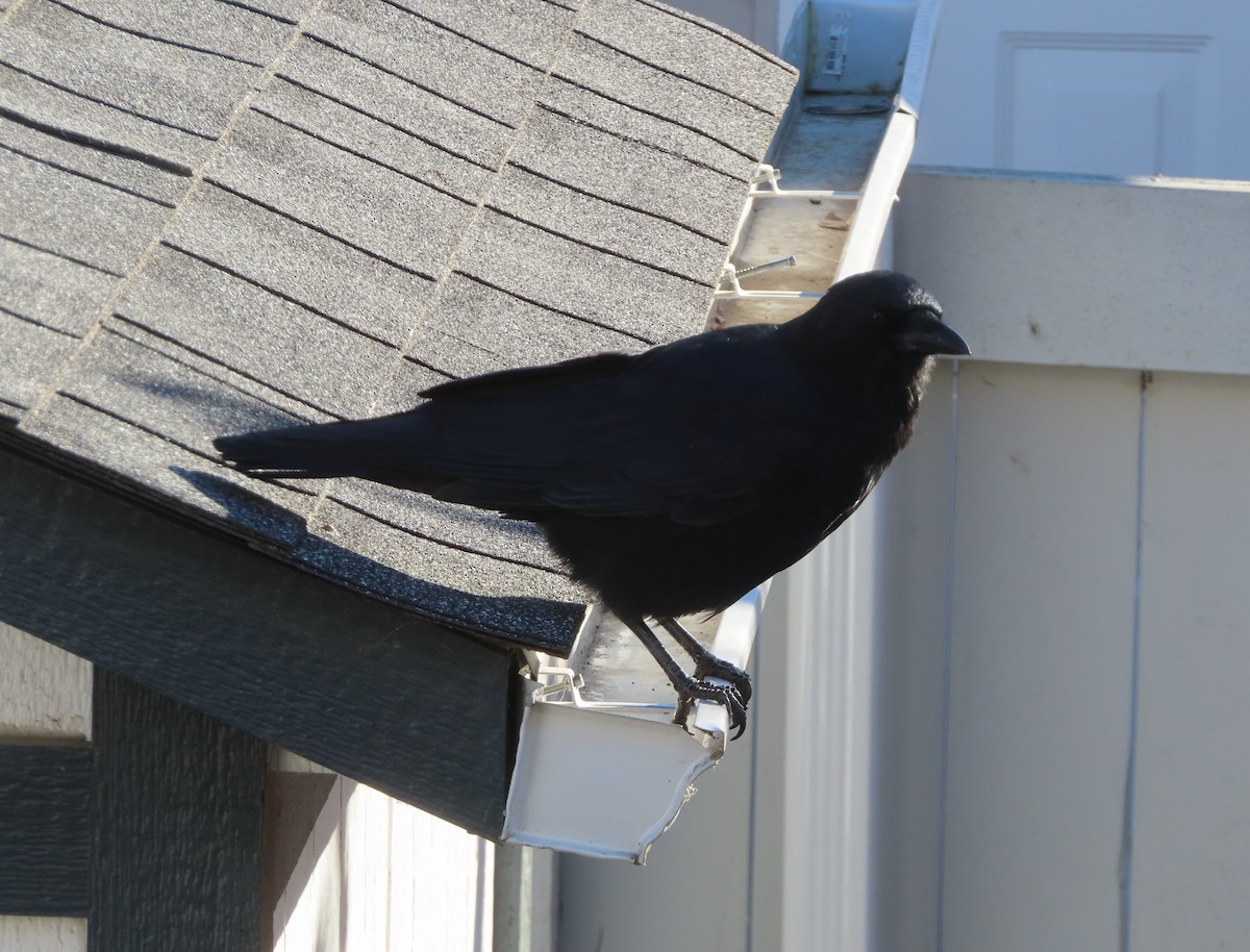 American Crow - ML643332796