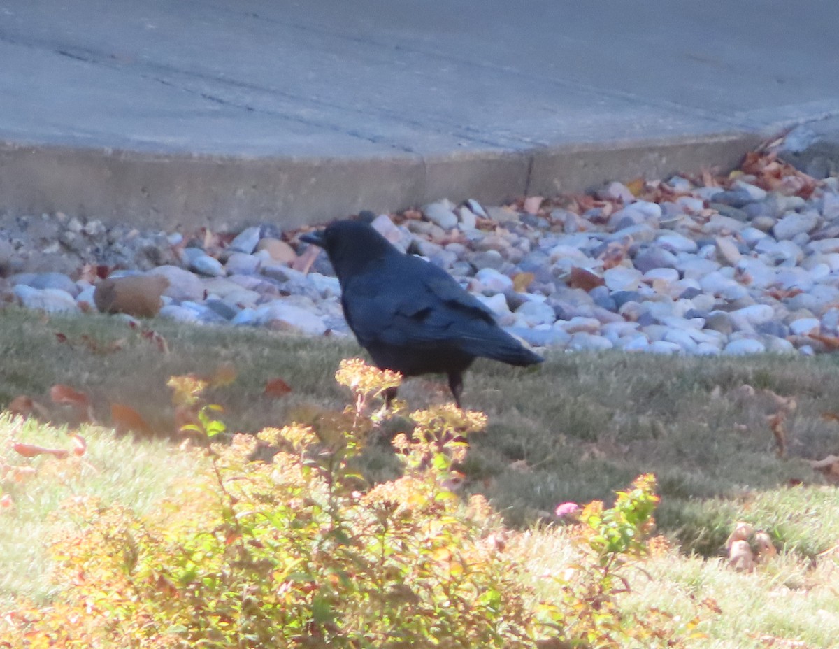 American Crow - ML643332805