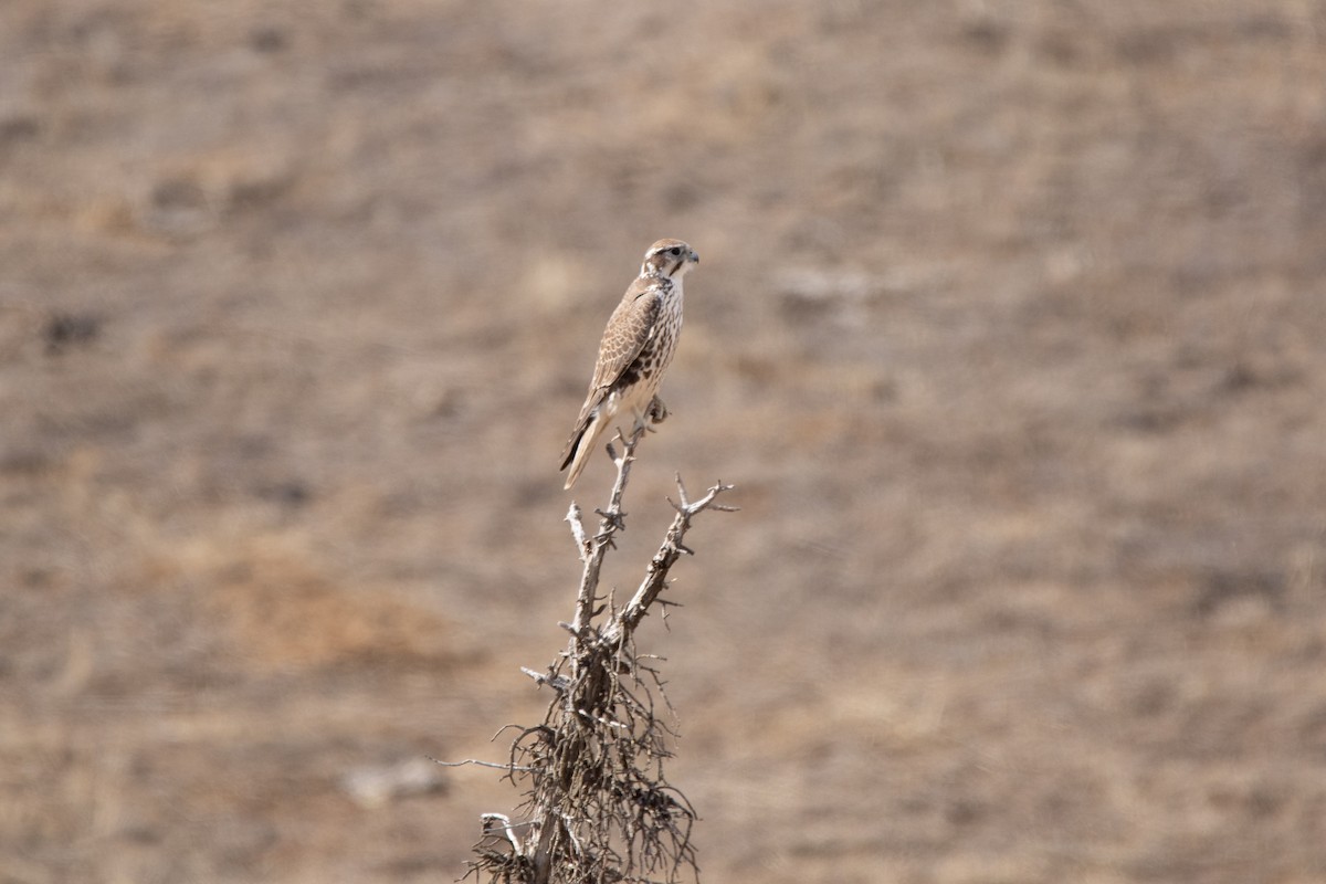 Prairie Falcon - ML643332810
