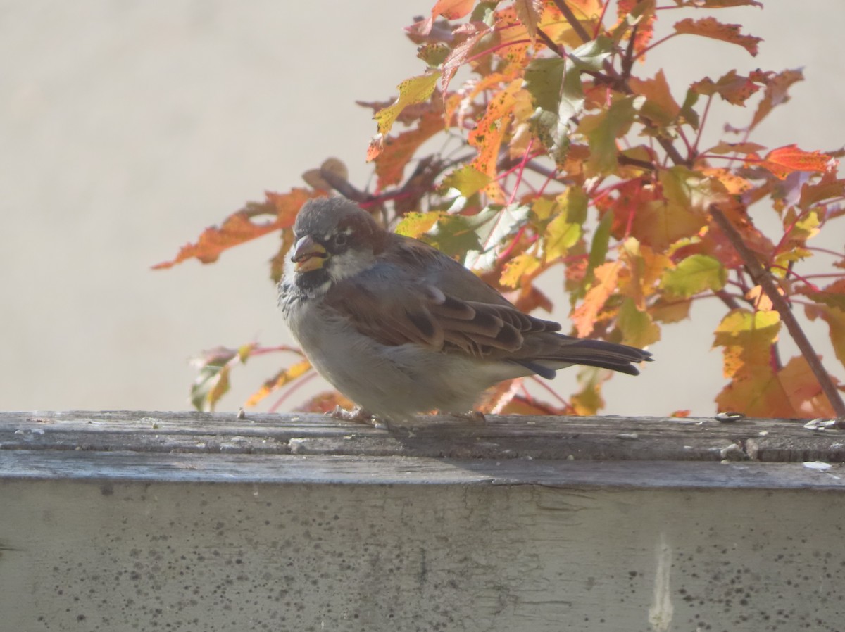 House Sparrow - ML643332811