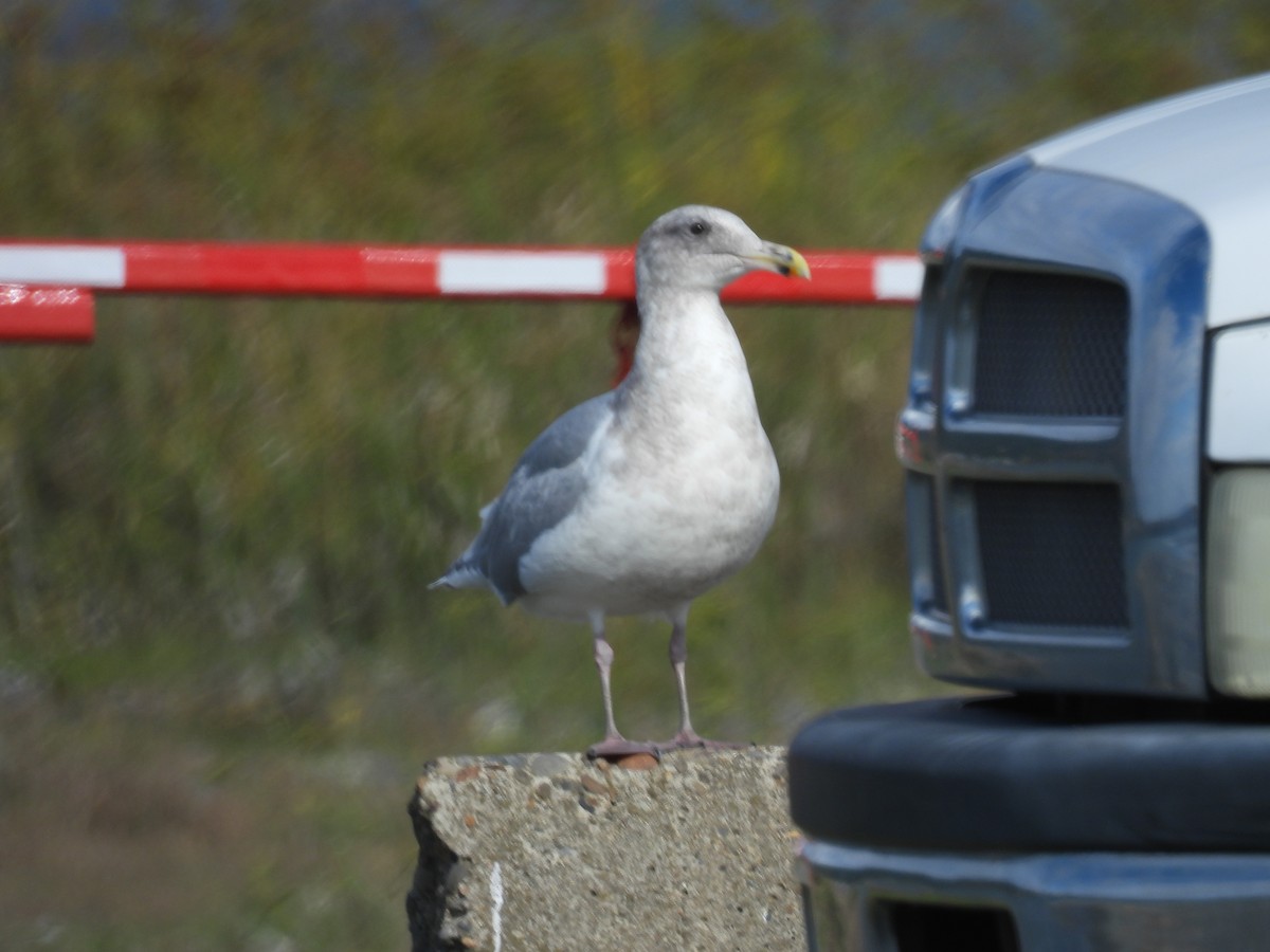 Glaucous-winged Gull - ML643332812