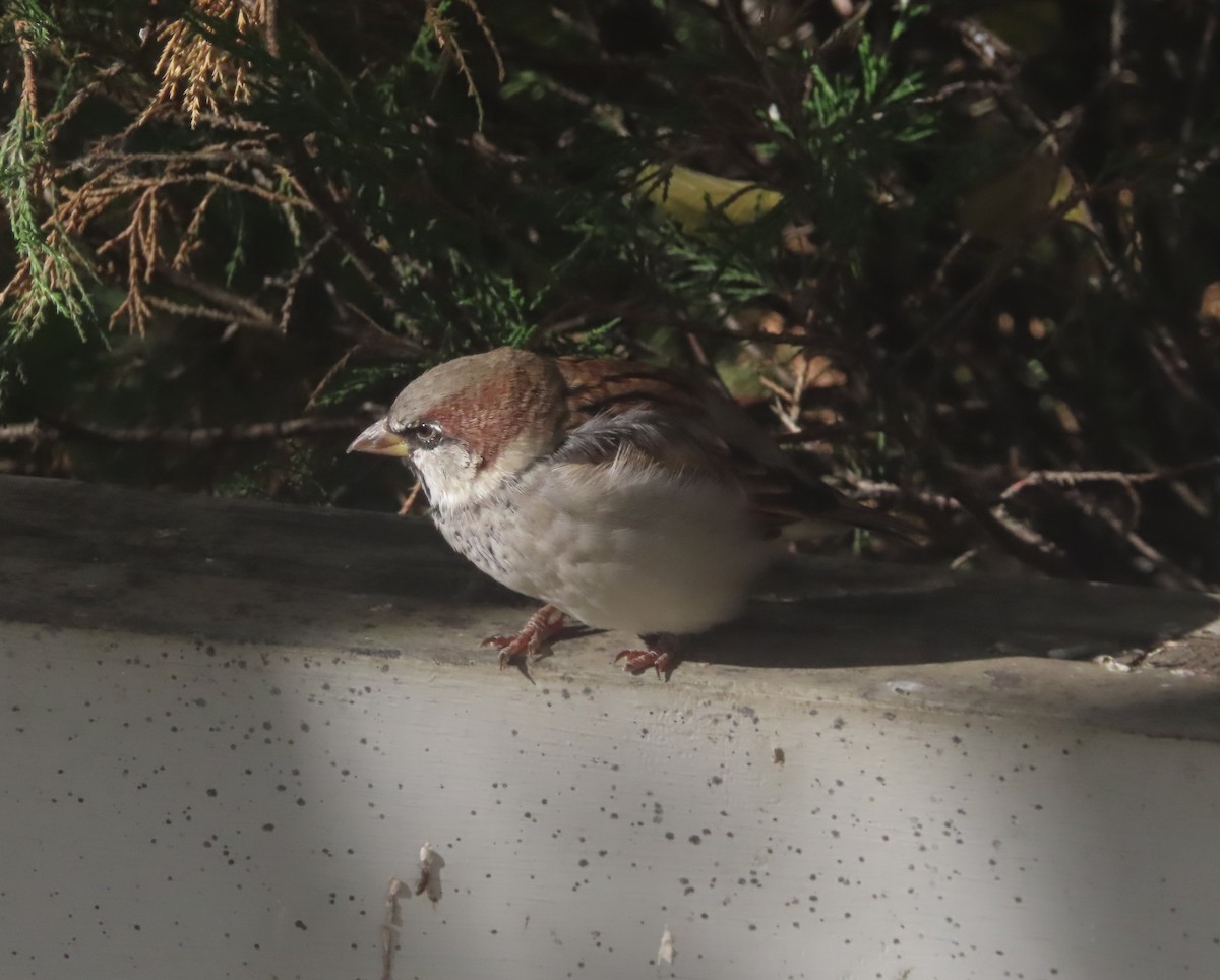 House Sparrow - ML643332813