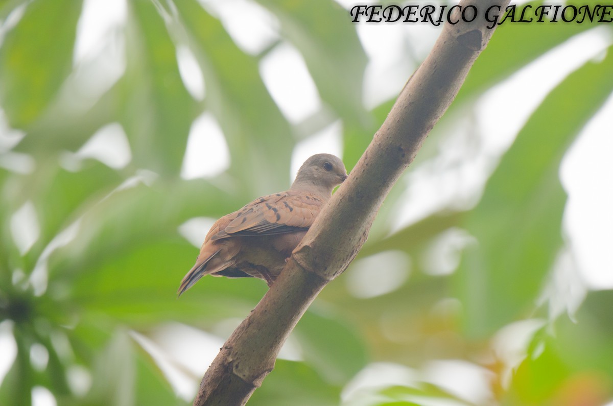 Ruddy Ground Dove - ML643332814