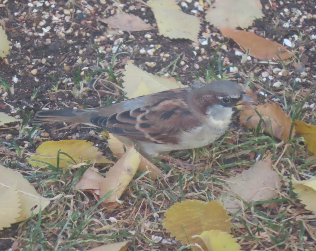 House Sparrow - ML643332818
