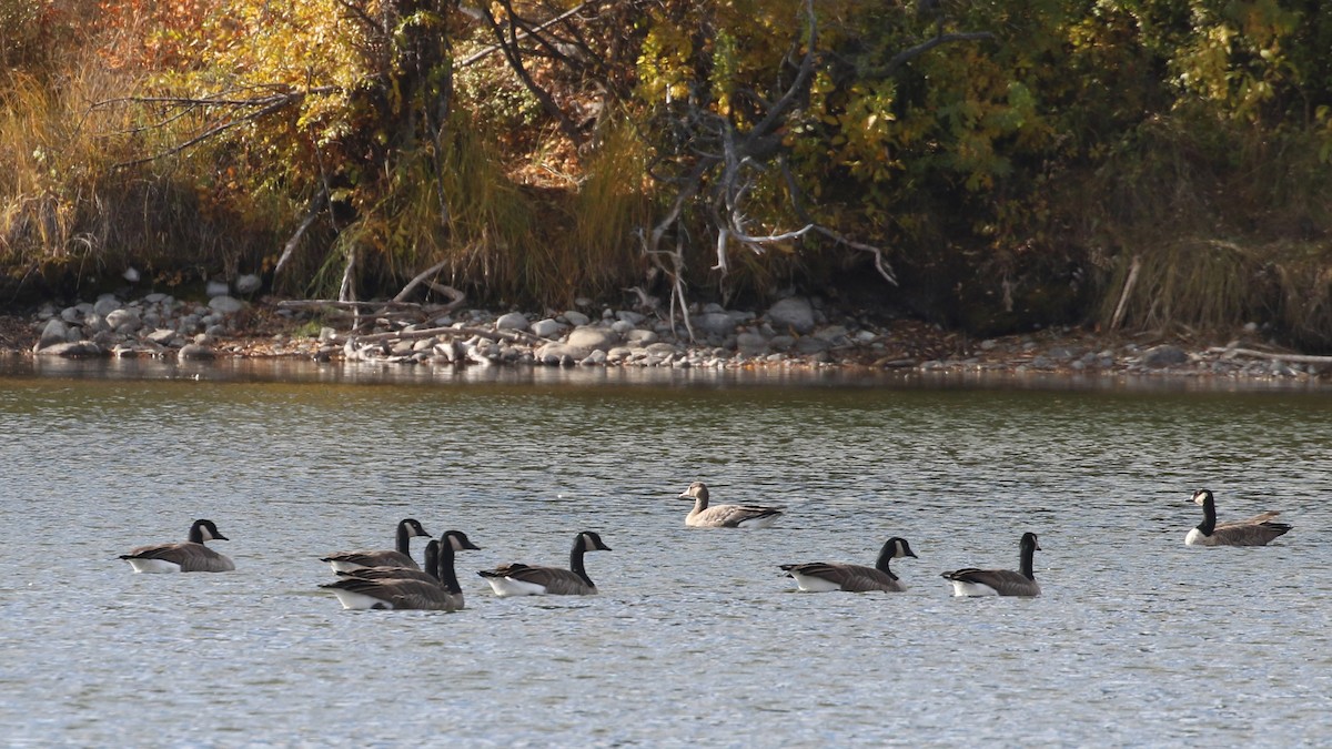 Greater White-fronted Goose - ML643332819