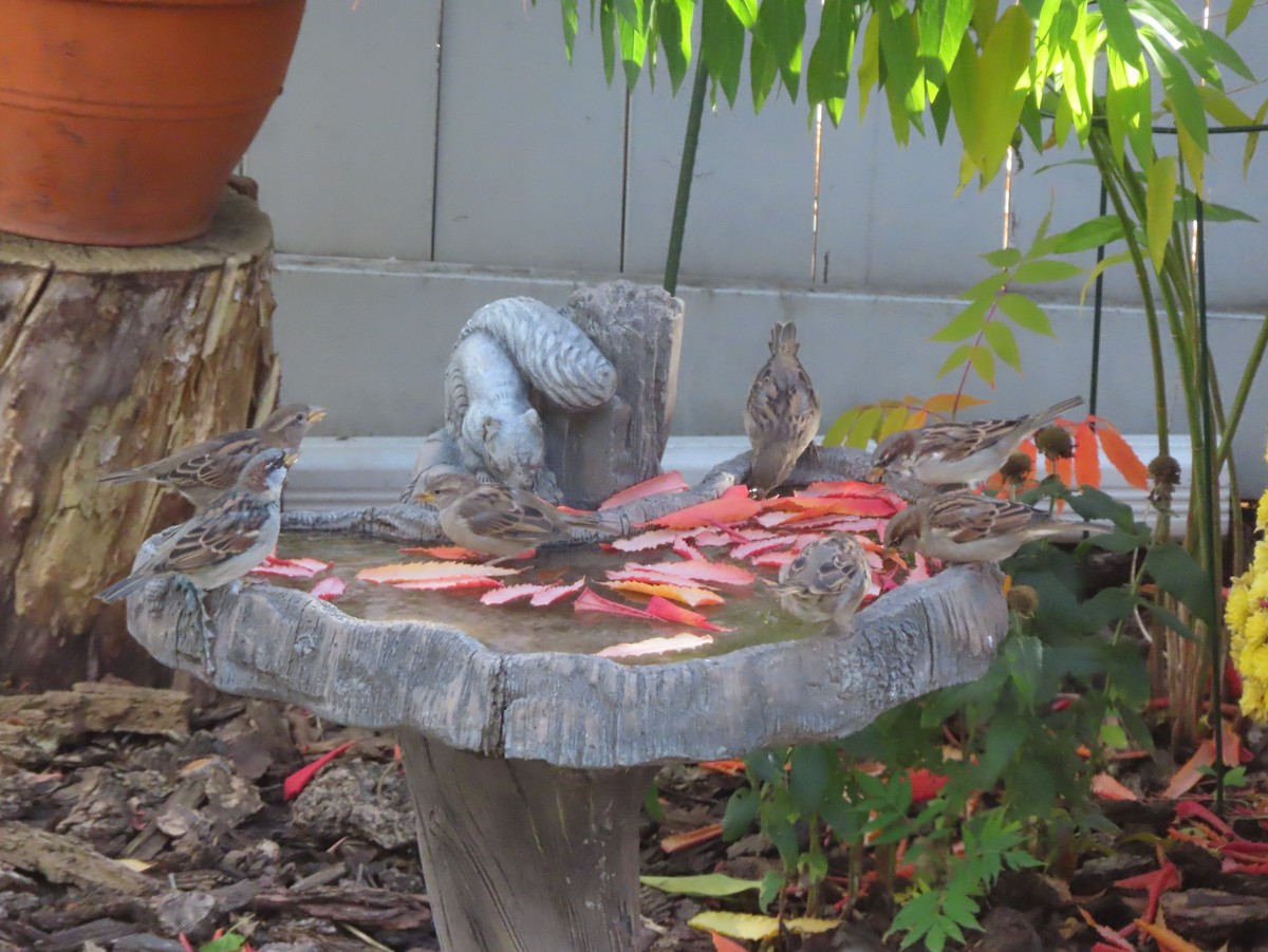 House Sparrow - ML643332824
