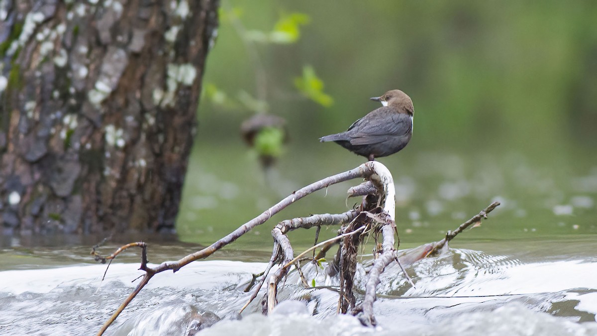 White-throated Dipper - ML643332827