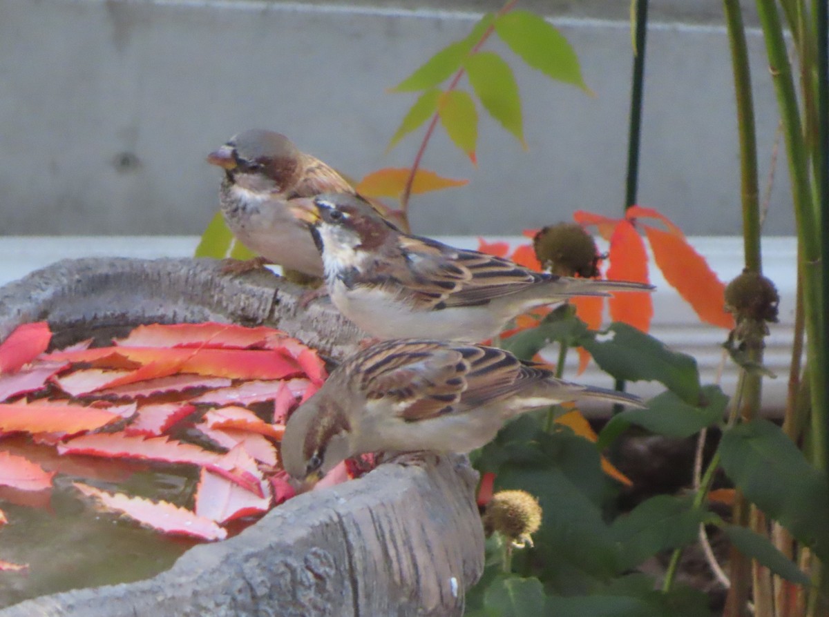 House Sparrow - ML643332835