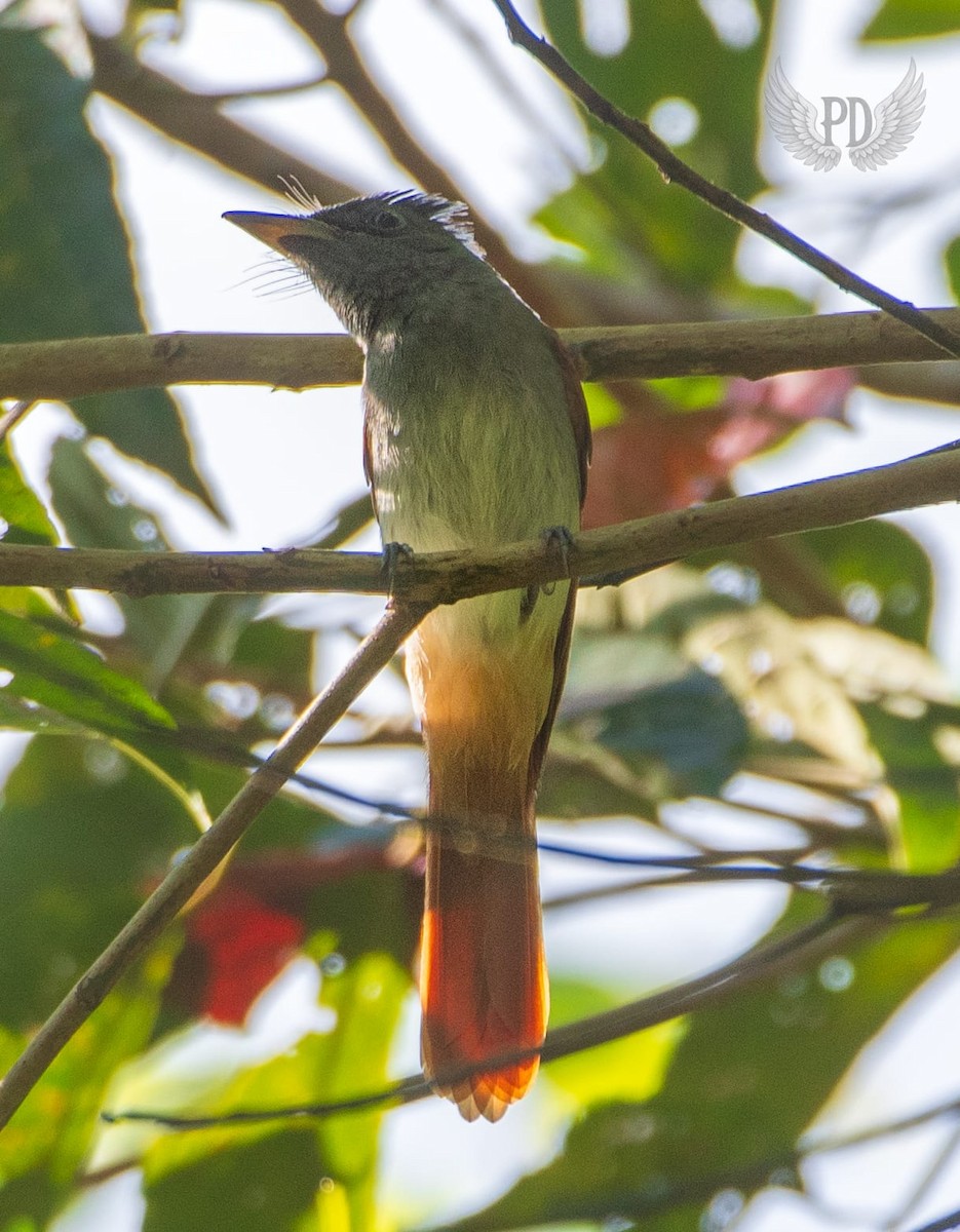 Blyth's Paradise-Flycatcher - ML643332837