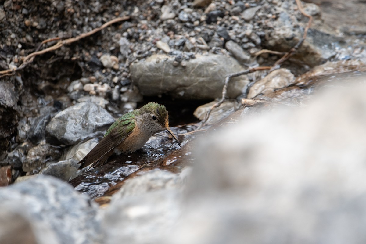 Colibrí Coliancho - ML643332844