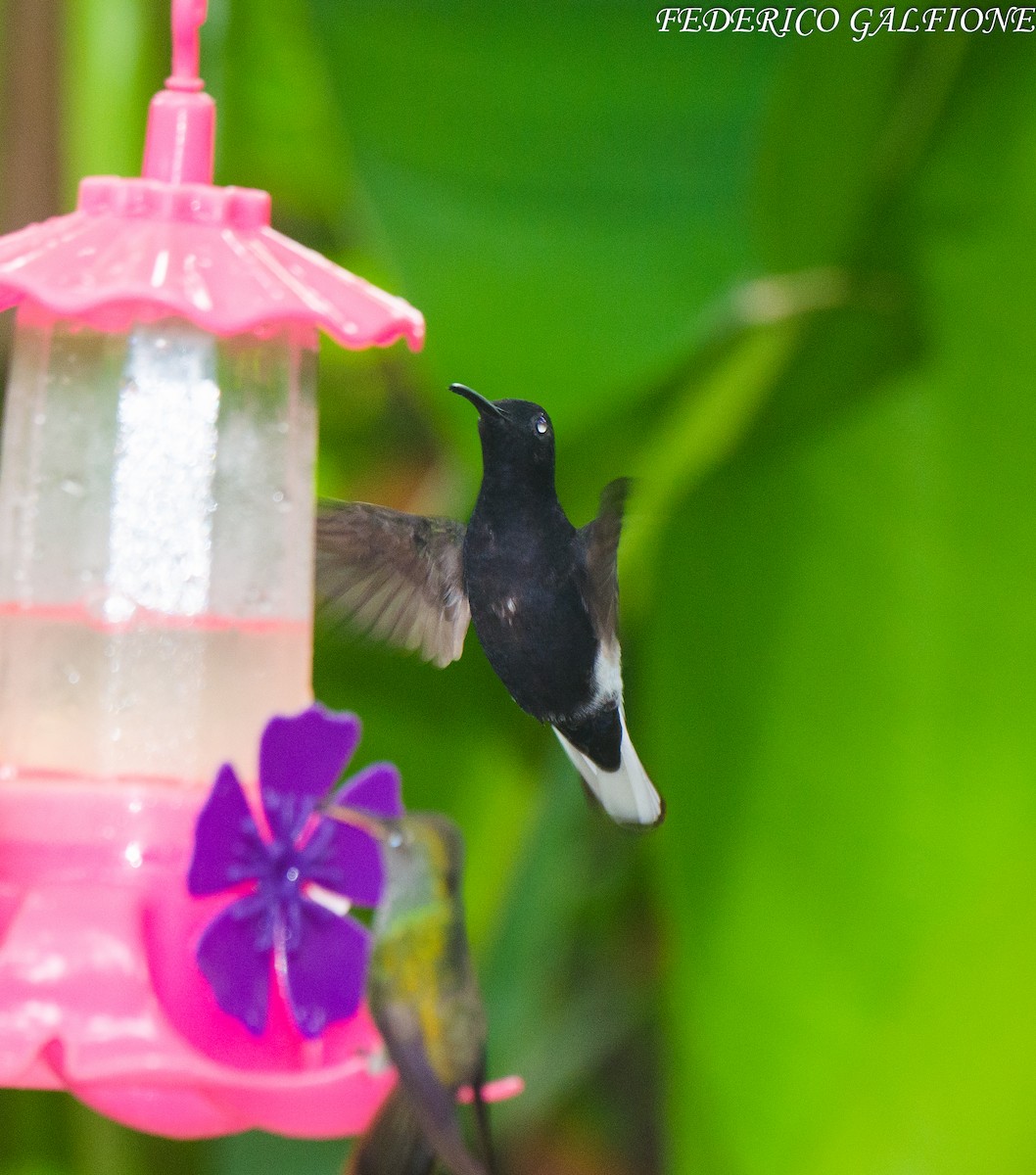 Black Jacobin - ML643332847