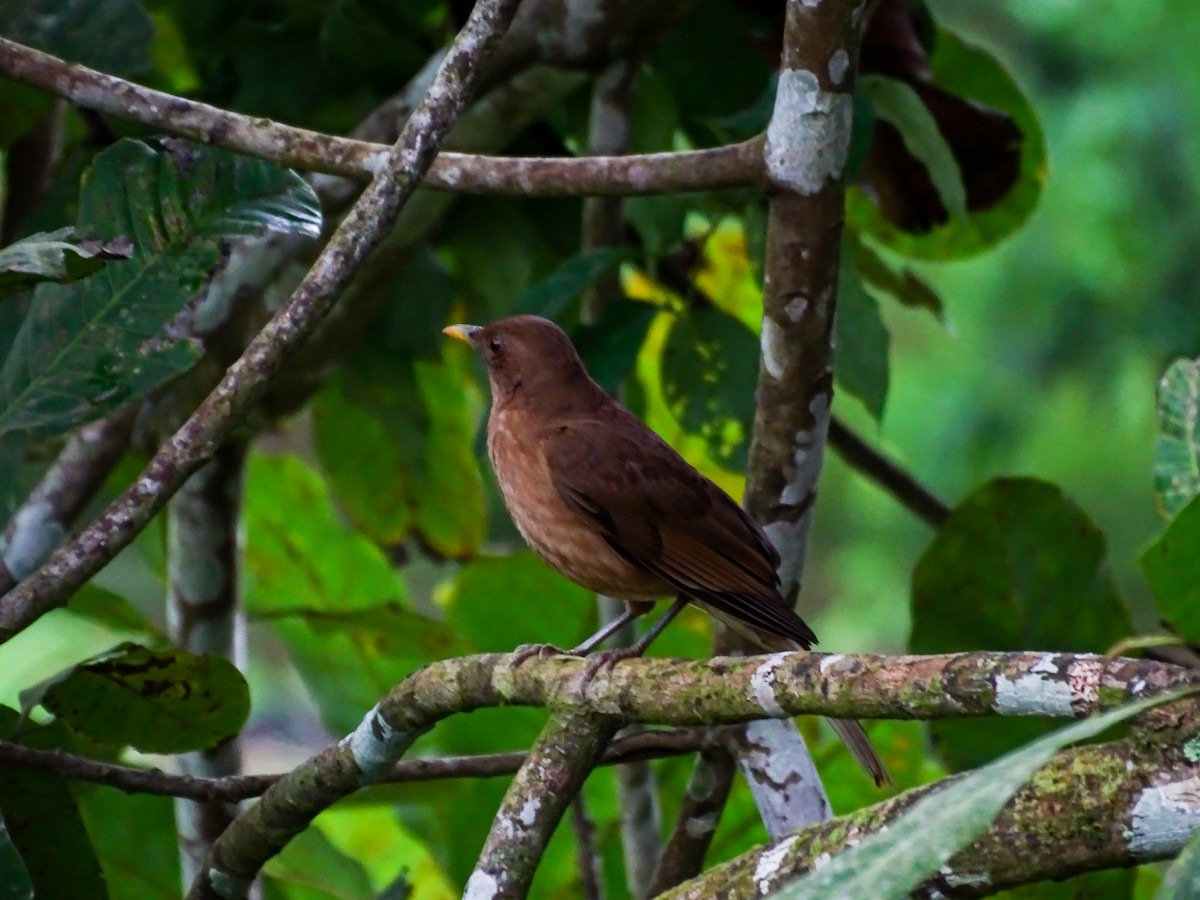 Clay-colored Thrush - ML643332866
