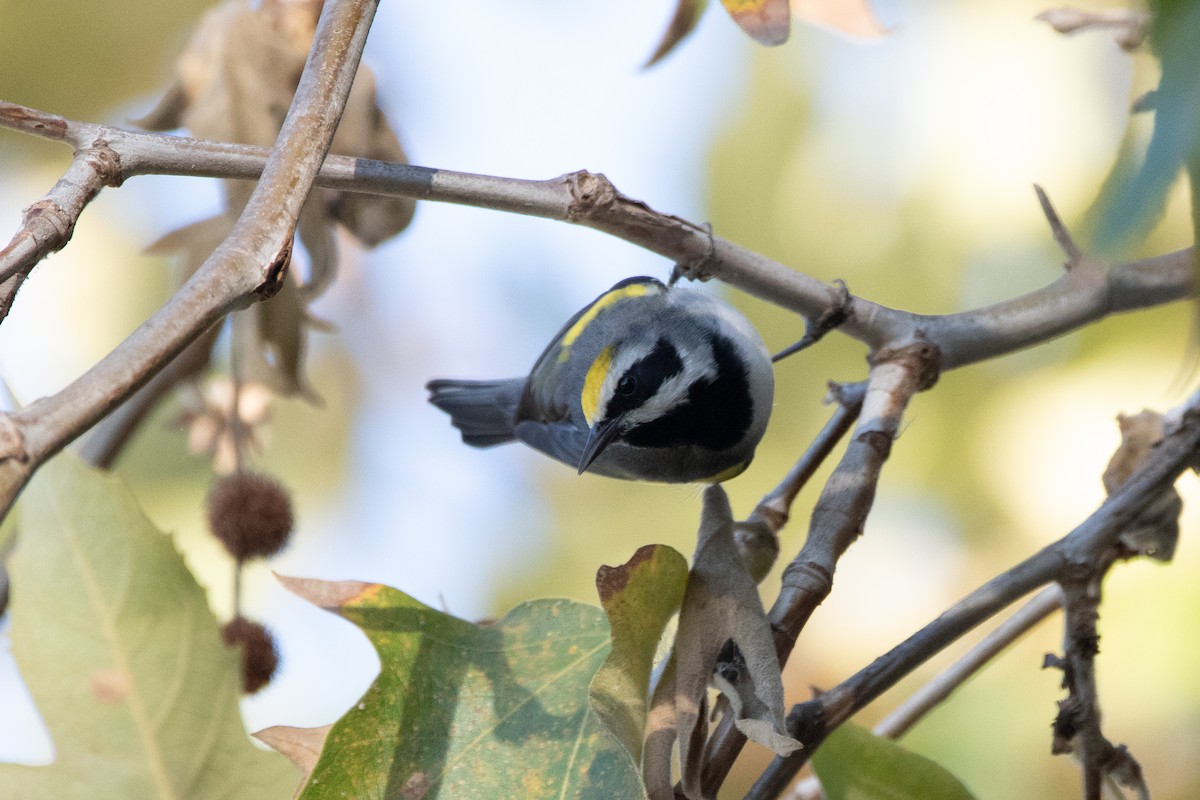 Golden-winged Warbler - ML643332868
