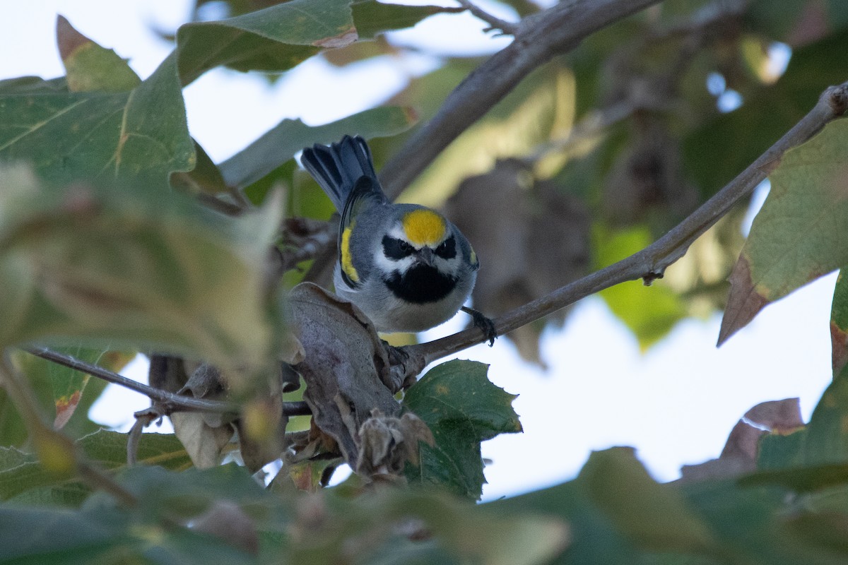 Golden-winged Warbler - ML643332869