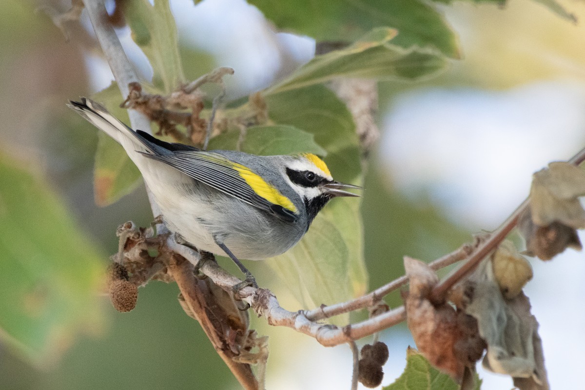 Golden-winged Warbler - ML643332870