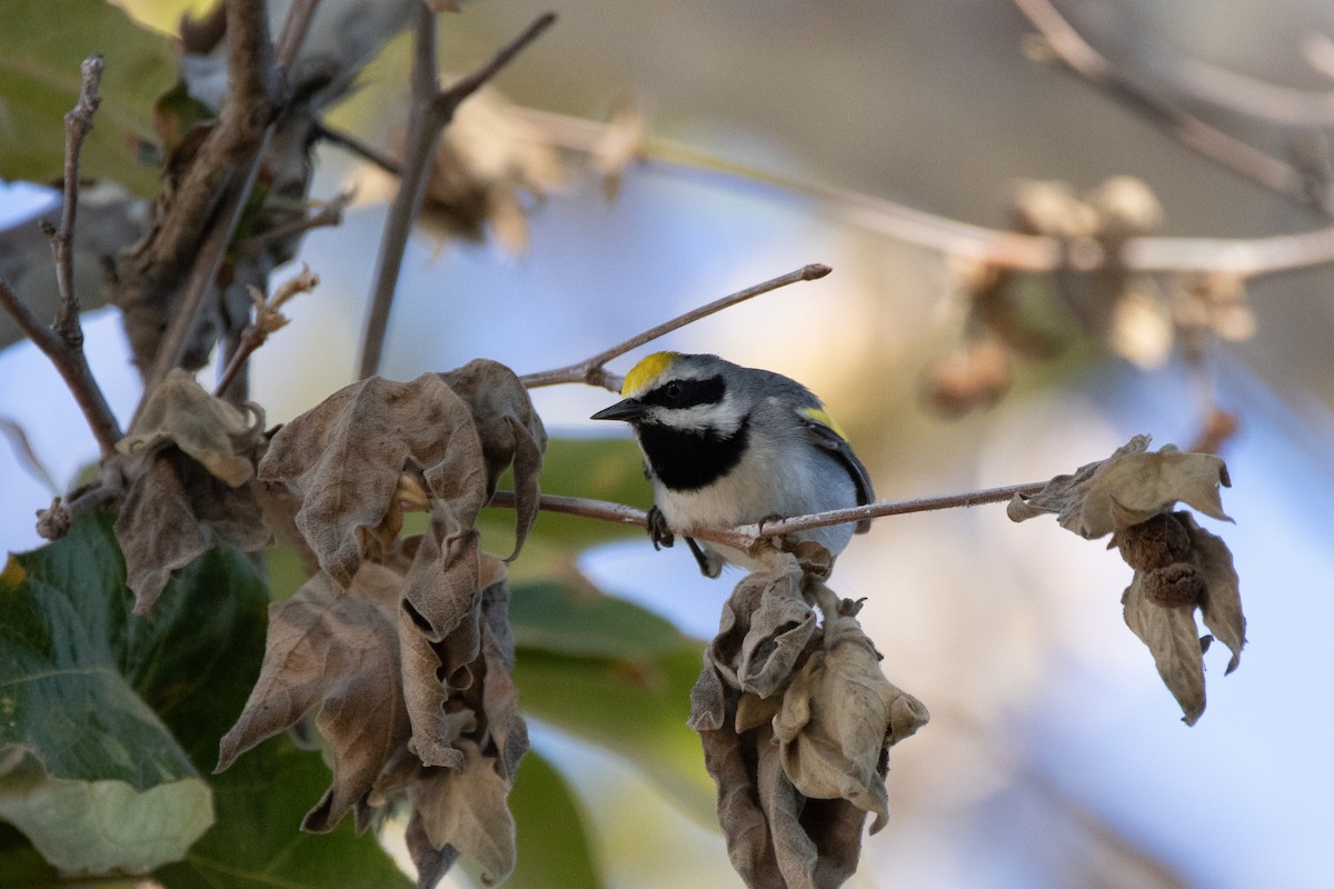 Golden-winged Warbler - ML643332871