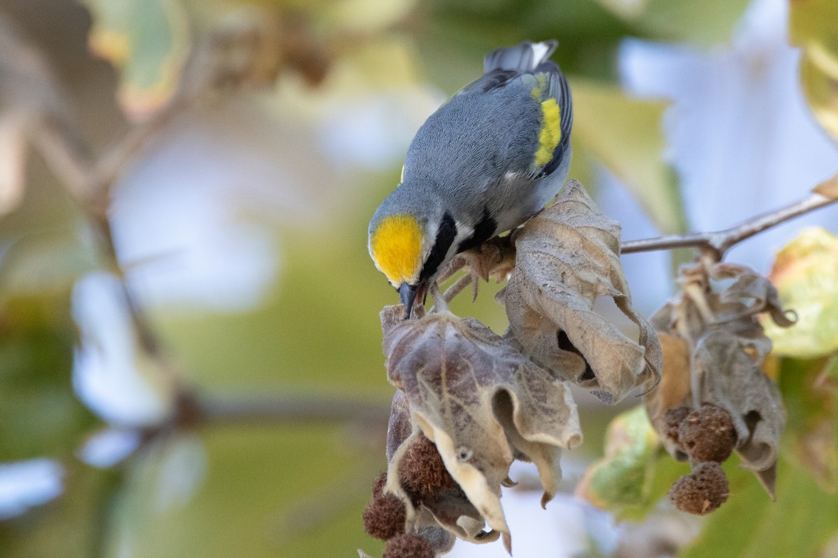 Golden-winged Warbler - ML643332872