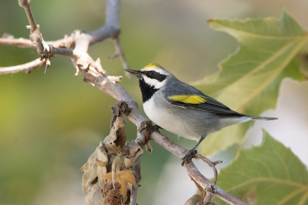 Golden-winged Warbler - ML643332873