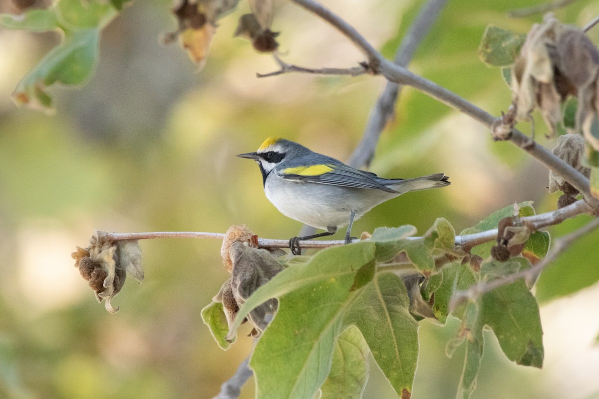 Golden-winged Warbler - ML643332874