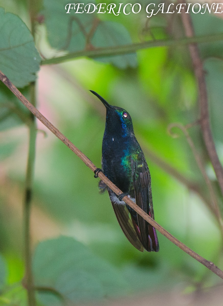 Black-throated Mango - ML643332877