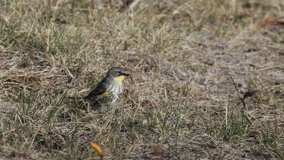 Yellow-rumped Warbler - ML643332880
