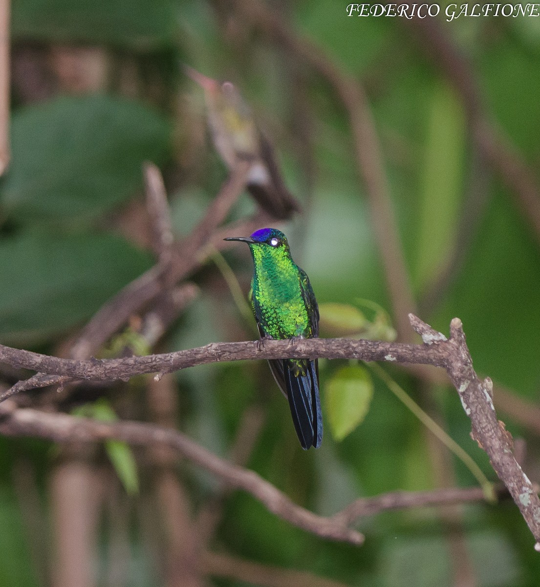 Violet-capped Woodnymph - ML643332883