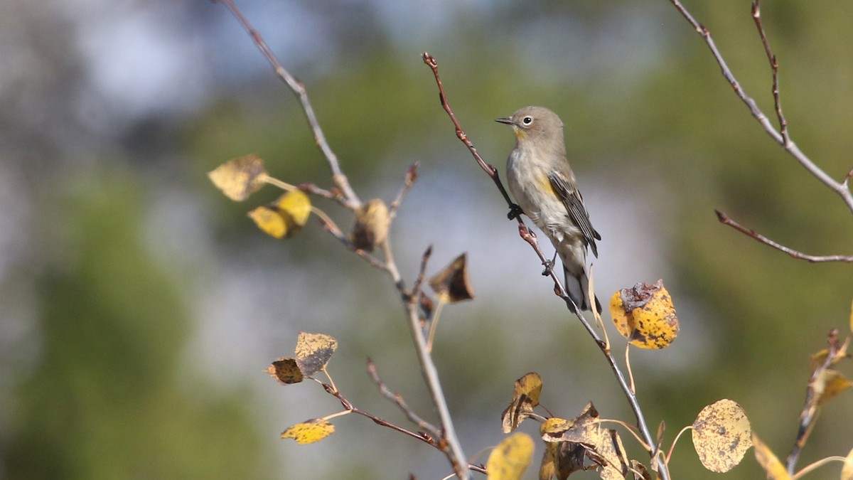 Yellow-rumped Warbler - ML643332884
