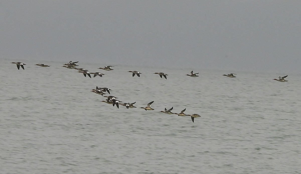 Red-breasted Merganser - ML643332888