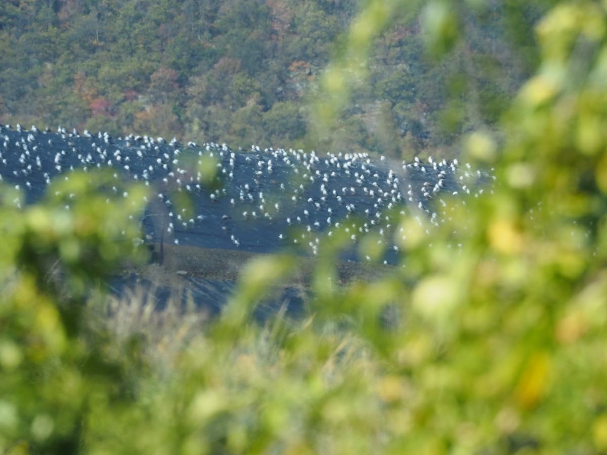 Lesser Black-backed Gull - ML643332890