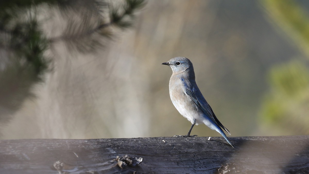 Mountain Bluebird - ML643332891
