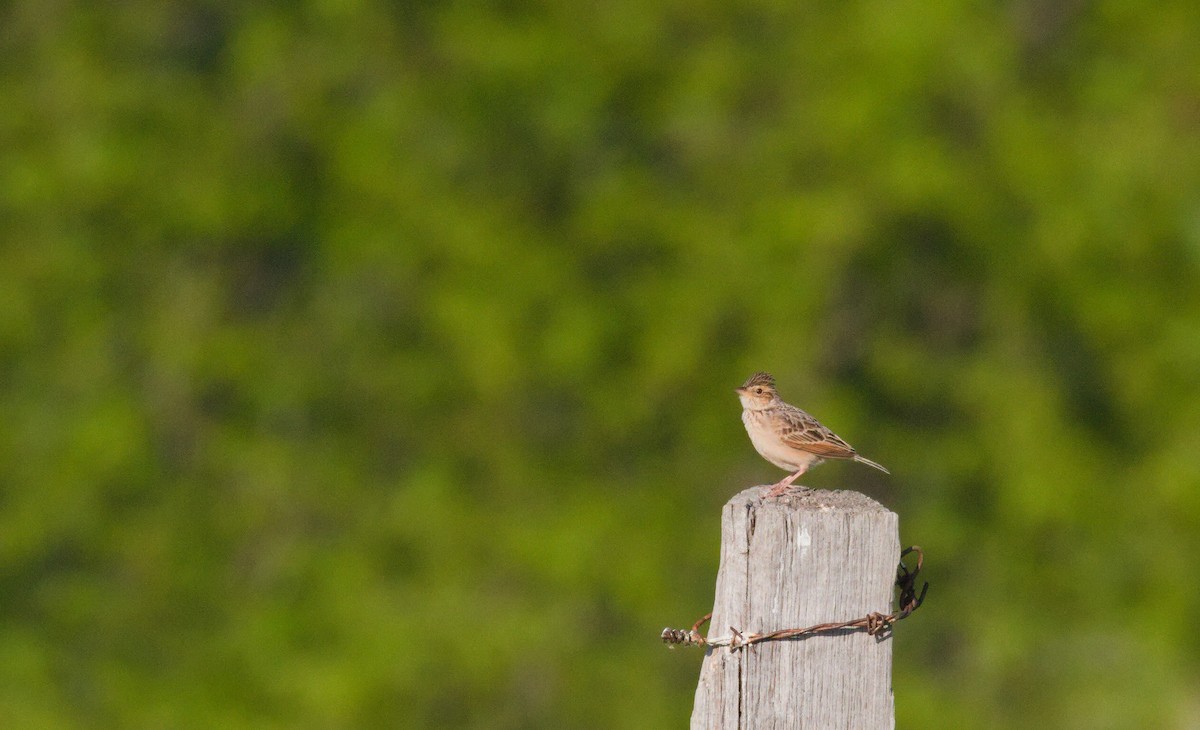 Singing Bushlark - ML643332898