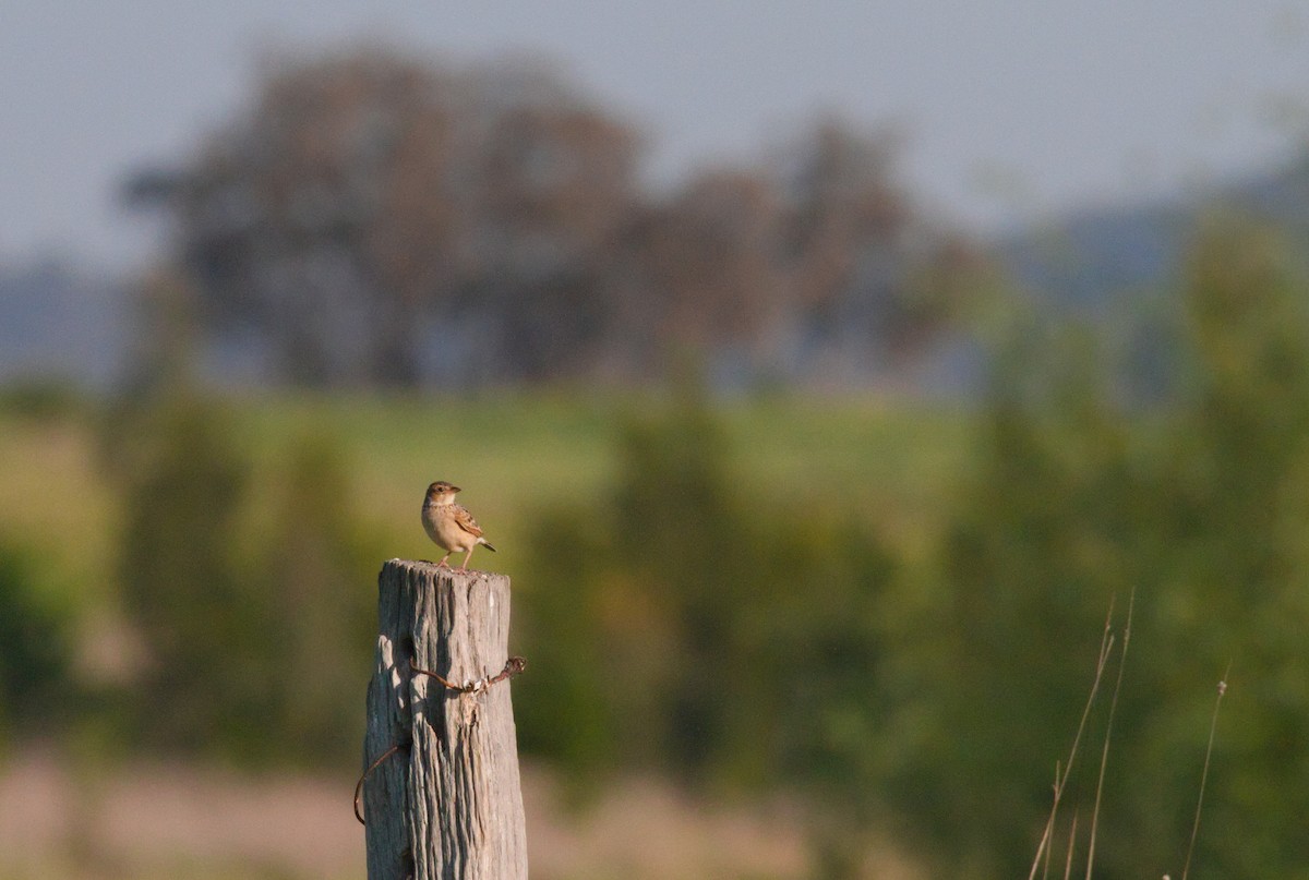 Singing Bushlark - ML643332900