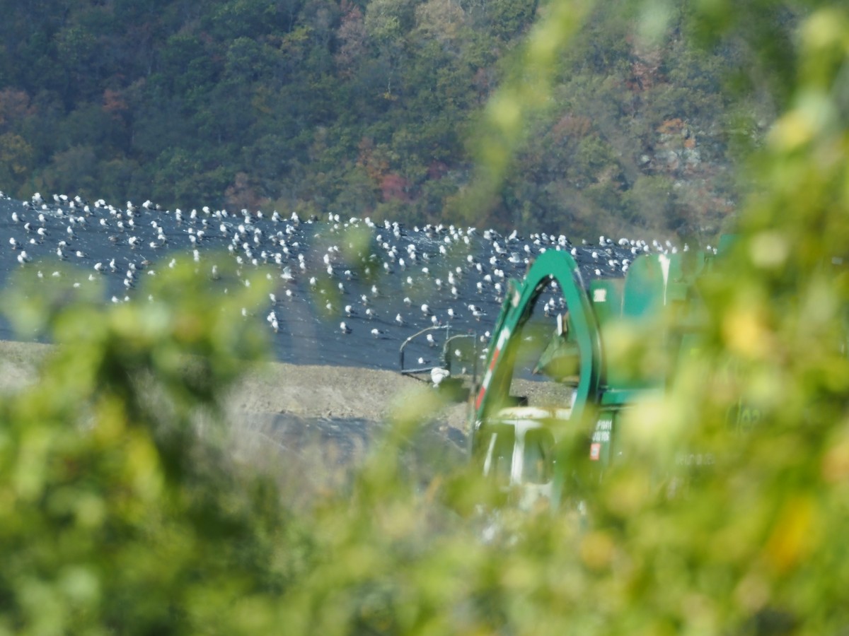 Lesser Black-backed Gull - ML643332901