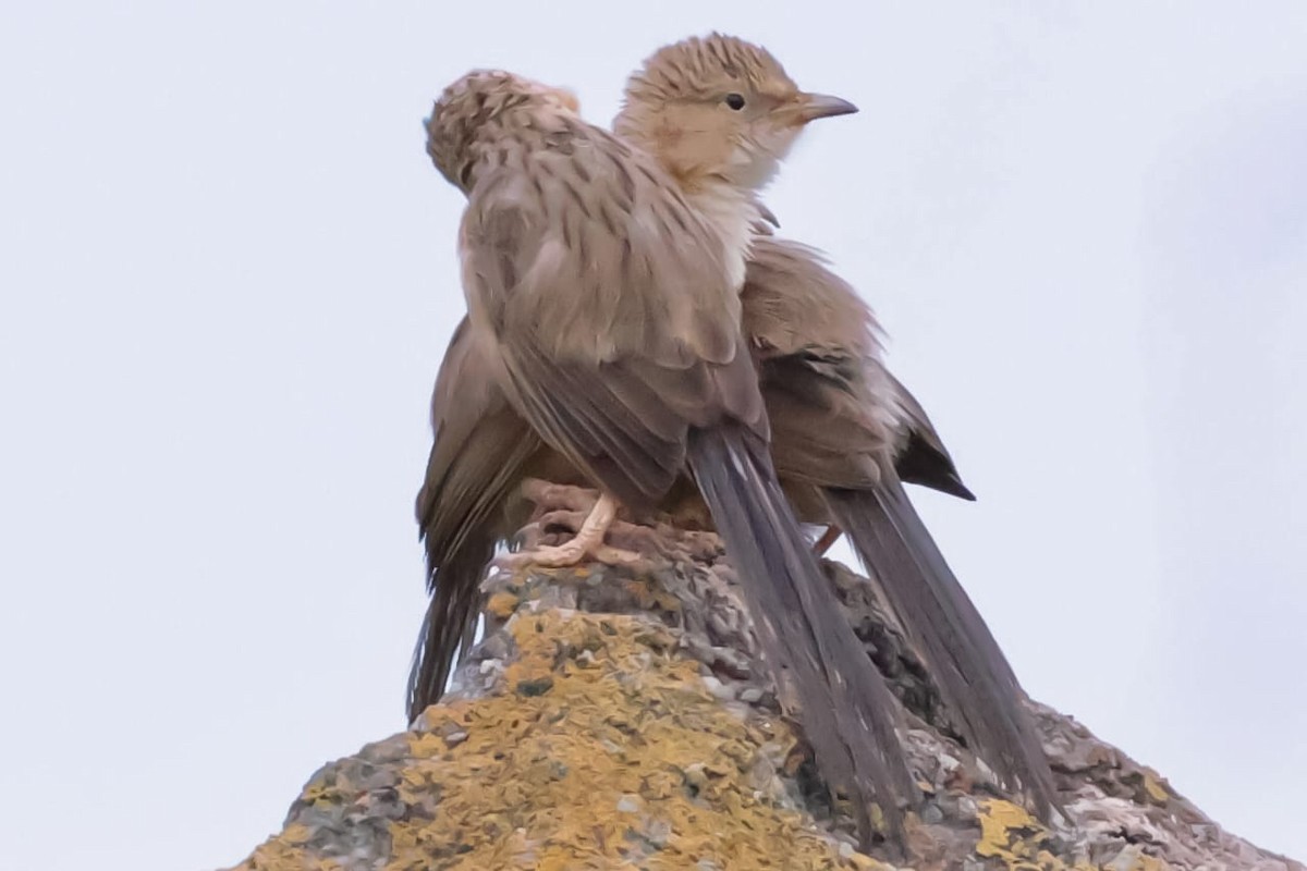 Common Babbler - ML643332902
