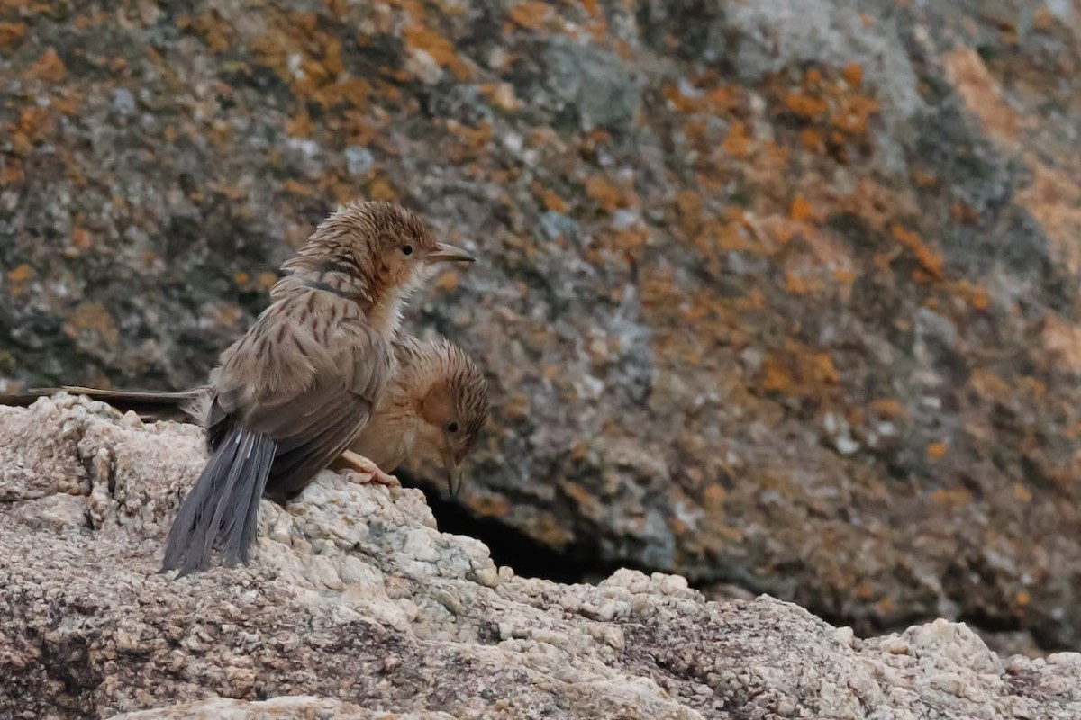 Common Babbler - ML643332903