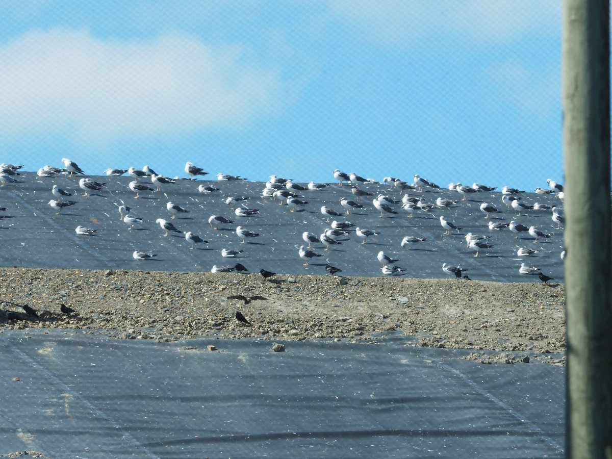 Lesser Black-backed Gull - ML643332916