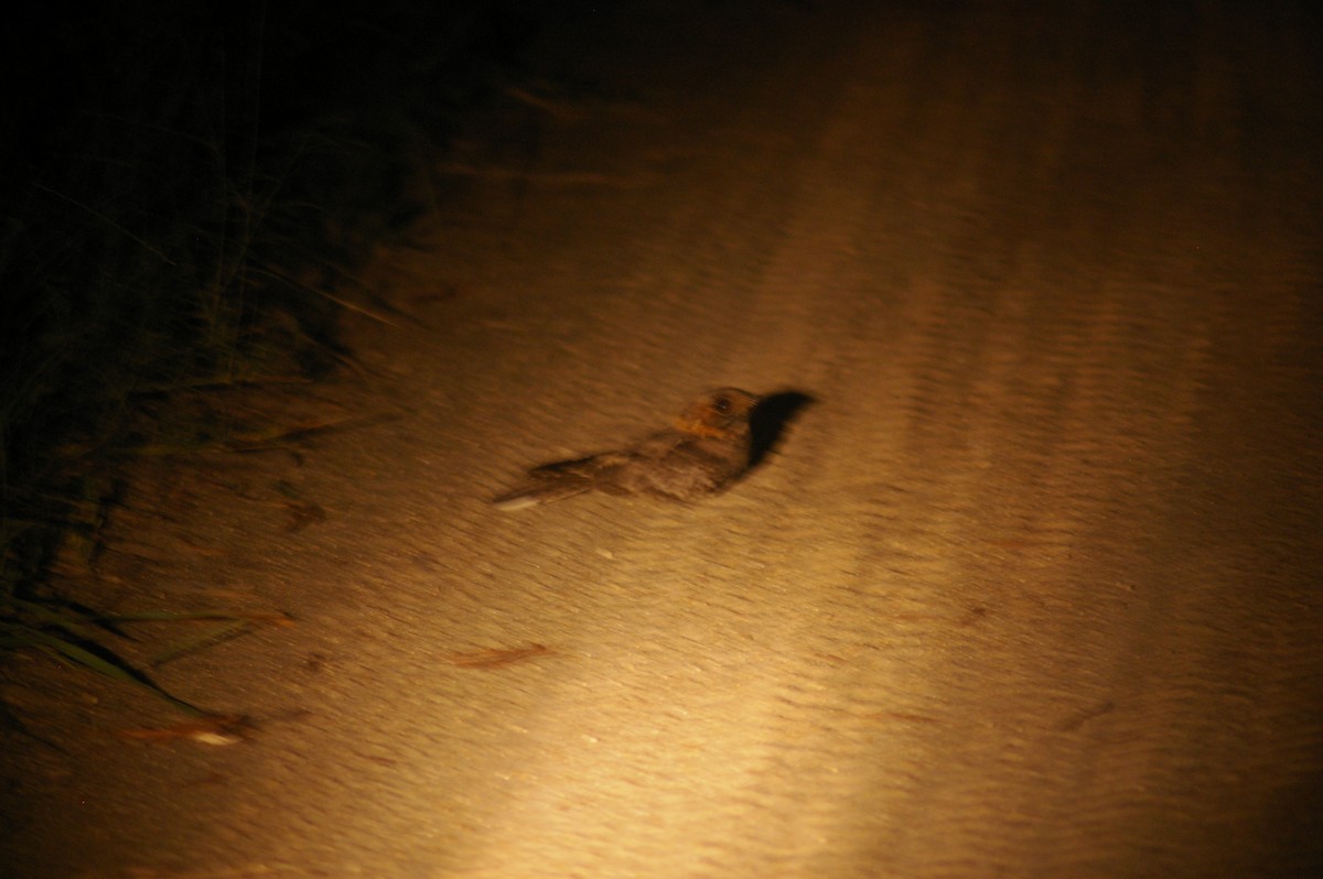 Fiery-necked Nightjar - ML643332925