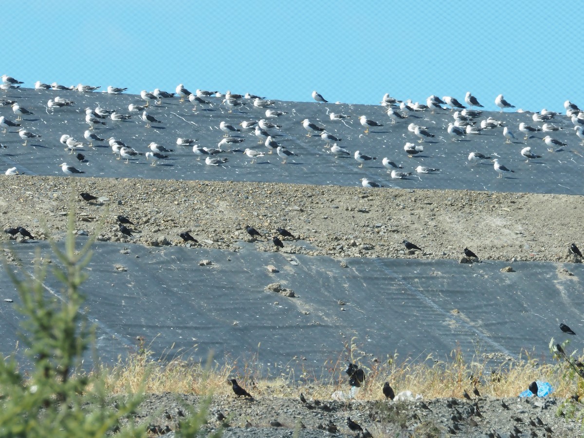 Lesser Black-backed Gull - ML643332928