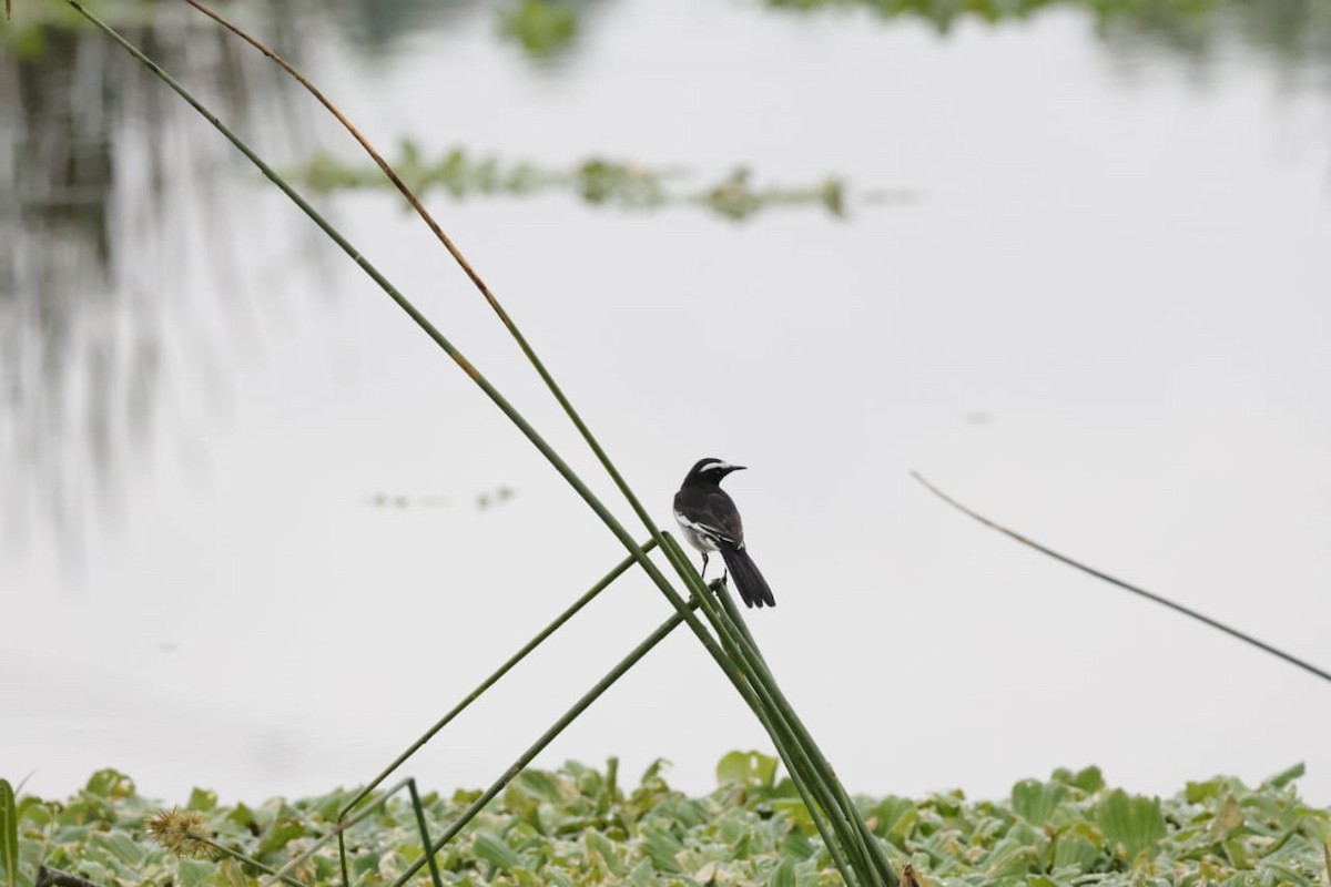 White-browed Wagtail - ML643332929
