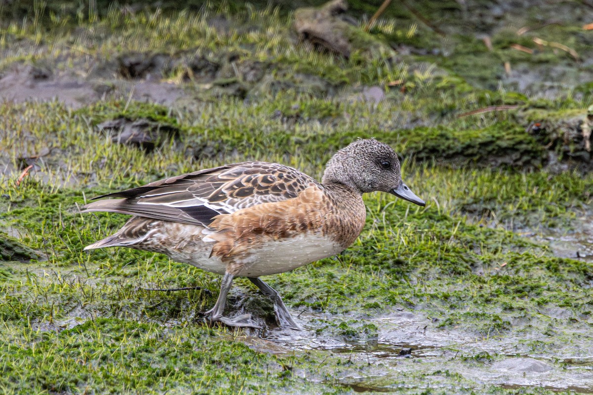 American Wigeon - ML643332932