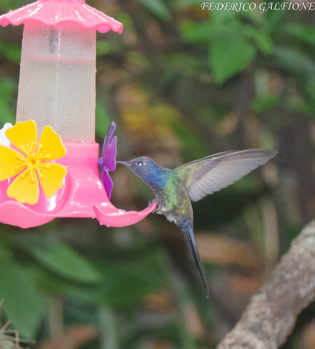 Swallow-tailed Hummingbird - ML643332936