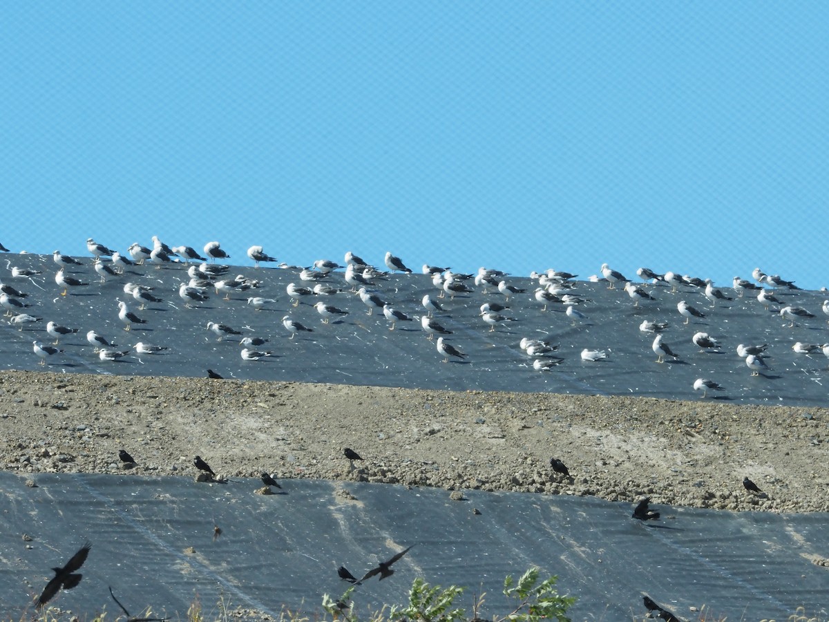 Lesser Black-backed Gull - ML643332938