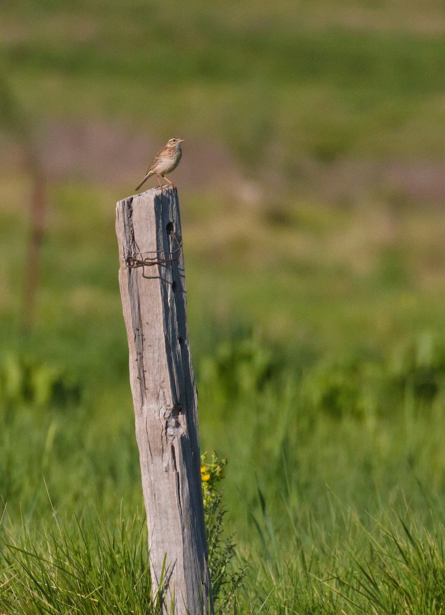 Australian Pipit - ML643332943