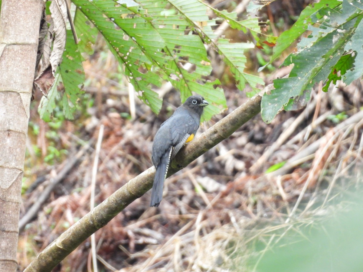 Green-backed Trogon - ML643332945