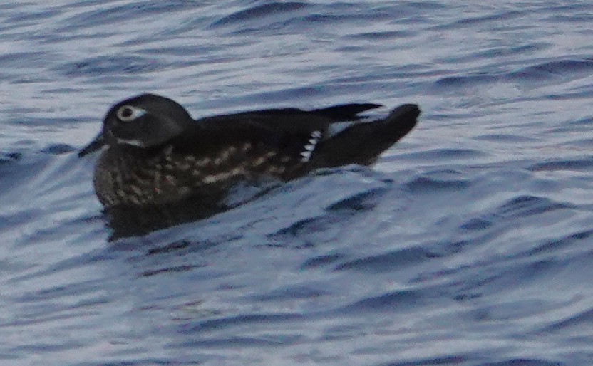 Wood Duck - ML643332979