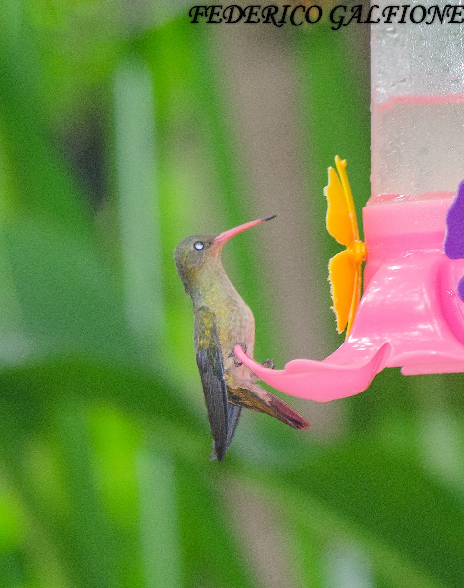 Gilded Hummingbird - ML643332984