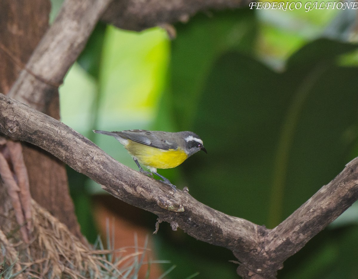 Bananaquit - ML643332986