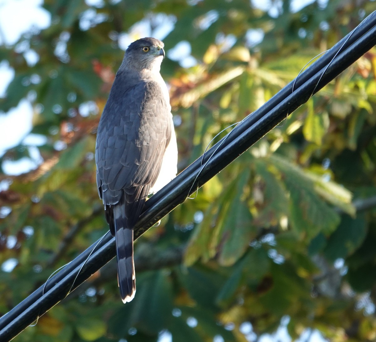 Cooper's Hawk - ML643333030