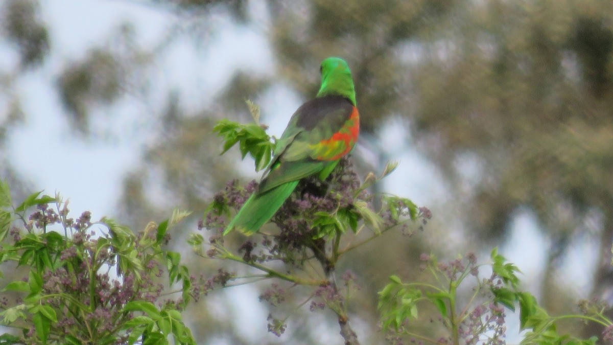 Red-winged Parrot - ML643333056