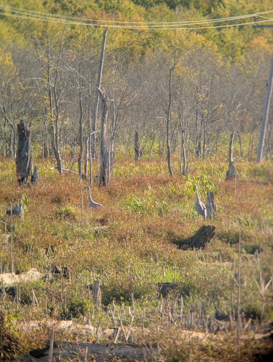 Sandhill Crane - ML643333058